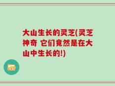大山生长的灵芝(灵芝神奇 它们竟然是在大山中生长的!)