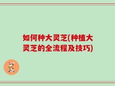 如何种大灵芝(种植大灵芝的全流程及技巧)