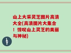 山上大采灵芝图片高清大全(高清图片大集合！惊叹山上灵芝的美丽与神秘)