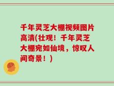 千年灵芝大棚视频图片高清(壮观！千年灵芝大棚宛如仙境，惊叹人间奇景！)