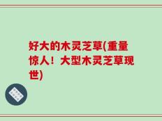 好大的木灵芝草(重量惊人！大型木灵芝草现世)