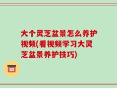 大个灵芝盆景怎么养护视频(看视频学习大灵芝盆景养护技巧)