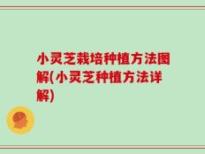 小灵芝栽培种植方法图解(小灵芝种植方法详解)