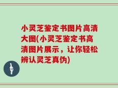 小灵芝鉴定书图片高清大图(小灵芝鉴定书高清图片展示，让你轻松辨认灵芝真伪)