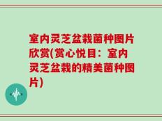 室内灵芝盆栽菌种图片欣赏(赏心悦目：室内灵芝盆栽的精美菌种图片)