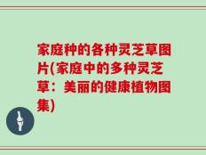 家庭种的各种灵芝草图片(家庭中的多种灵芝草：美丽的健康植物图集)
