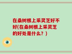 在桑树根上采灵芝好不好(在桑树根上采灵芝的好处是什么？)