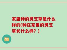 家里种的灵芝草是什么样的(种在家里的灵芝草长什么样？)