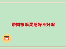 带树根采灵芝好不好呢
