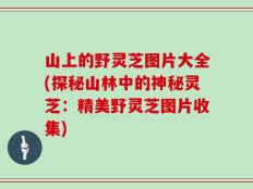 山上的野灵芝图片大全(探秘山林中的神秘灵芝：精美野灵芝图片收集)