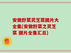 安徽野菜灵芝菜图片大全集(安徽野菜之灵芝菜 图片全集汇总)