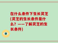 在什么条件下生长灵芝(灵芝的生长条件是什么？——了解灵芝的生长条件)