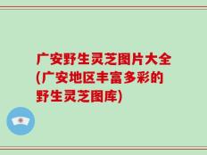 广安野生灵芝图片大全(广安地区丰富多彩的野生灵芝图库)