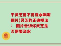 干灵芝用不用浇水喝呢图片(灵芝的正确喝法： 图片告诉你灵芝是否需要浇水