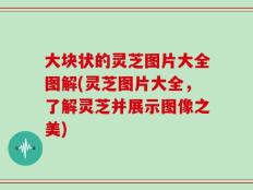 大块状的灵芝图片大全图解(灵芝图片大全，了解灵芝并展示图像之美)