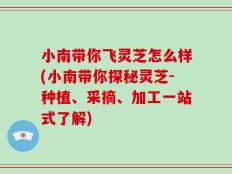 小南带你飞灵芝怎么样(小南带你探秘灵芝-种植、采摘、加工一站式了解)