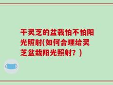 干灵芝的盆栽怕不怕阳光照射(如何合理给灵芝盆栽阳光照射？)