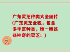 广东灵芝种类大全图片(广东灵芝全貌，包含多丰富种类，瞧一瞧这些神奇的灵芝！)