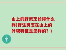 山上的野灵芝长得什么样(野生灵芝在山上的外观特征是怎样的？)