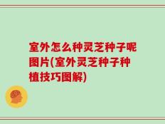 室外怎么种灵芝种子呢图片(室外灵芝种子种植技巧图解)