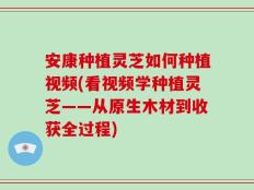 安康种植灵芝如何种植视频(看视频学种植灵芝——从原生木材到收获全过程)