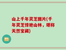 山上千年灵芝图片(千年灵芝惊艳山林，堪称天然宝藏)