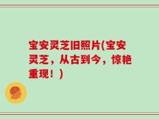 宝安灵芝旧照片(宝安灵芝，从古到今，惊艳重现！)