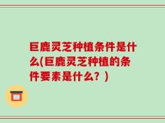 巨鹿灵芝种植条件是什么(巨鹿灵芝种植的条件要素是什么？)