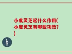 小度灵芝起什么作用(小度灵芝有哪些功效？)