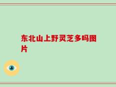 东北山上野灵芝多吗图片