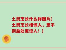 土灵芝长什么样图片(土灵芝长相惊人，想不到益处更惊人！)