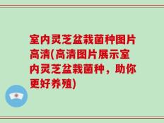 室内灵芝盆栽菌种图片高清(高清图片展示室内灵芝盆栽菌种，助你更好养殖)