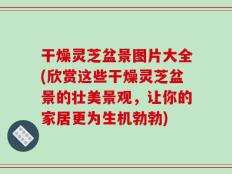 干燥灵芝盆景图片大全(欣赏这些干燥灵芝盆景的壮美景观，让你的家居更为生机勃勃)