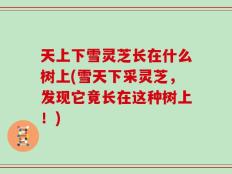 天上下雪灵芝长在什么树上(雪天下采灵芝，发现它竟长在这种树上！)