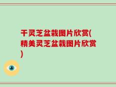 干灵芝盆栽图片欣赏(精美灵芝盆栽图片欣赏)