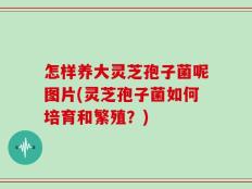 怎样养大灵芝孢子菌呢图片(灵芝孢子菌如何培育和繁殖？)