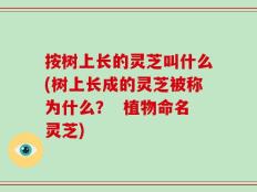 按树上长的灵芝叫什么(树上长成的灵芝被称为什么？  植物命名灵芝)