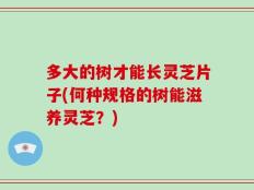 多大的树才能长灵芝片子(何种规格的树能滋养灵芝？)
