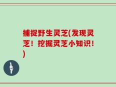 捕捉野生灵芝(发现灵芝！挖掘灵芝小知识！)