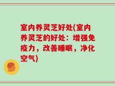 室内养灵芝好处(室内养灵芝的好处：增强免疫力，改善睡眠，净化空气)