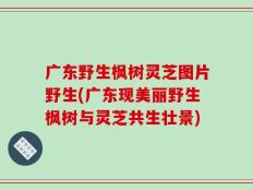广东野生枫树灵芝图片野生(广东现美丽野生枫树与灵芝共生壮景)