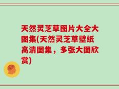 天然灵芝草图片大全大图集(天然灵芝草壁纸高清图集，多张大图欣赏)