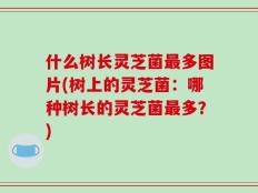 什么树长灵芝菌最多图片(树上的灵芝菌：哪种树长的灵芝菌最多？)