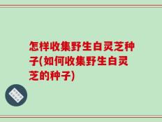 怎样收集野生白灵芝种子(如何收集野生白灵芝的种子)