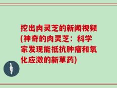 挖出肉灵芝的新闻视频(神奇的肉灵芝：科学家发现能抵抗肿瘤和氧化应激的新草药)