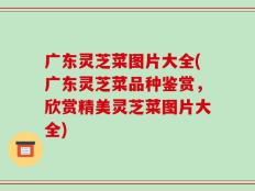 广东灵芝菜图片大全(广东灵芝菜品种鉴赏，欣赏精美灵芝菜图片大全)
