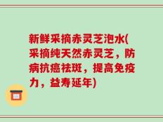新鲜采摘赤灵芝泡水(采摘纯天然赤灵芝，防病抗癌祛斑，提高免疫力，益寿延年)