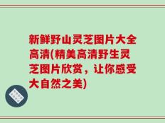 新鲜野山灵芝图片大全高清(精美高清野生灵芝图片欣赏，让你感受大自然之美)