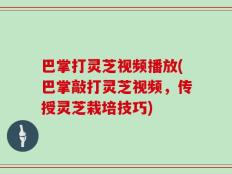 巴掌打灵芝视频播放(巴掌敲打灵芝视频，传授灵芝栽培技巧)