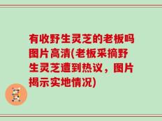 有收野生灵芝的老板吗图片高清(老板采摘野生灵芝遭到热议，图片揭示实地情况)